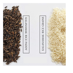Kala Namak Paddy Seeds for Farming