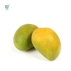 Ratnagiri Alphonso Mango