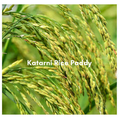 Premium Bhagalpuri Special Katarni Rice (GI tag)