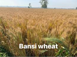 VILLKART NATURALS Bansi Wheat Seed for Sowing, Farming & Agriculture (Kheti/खेती)
