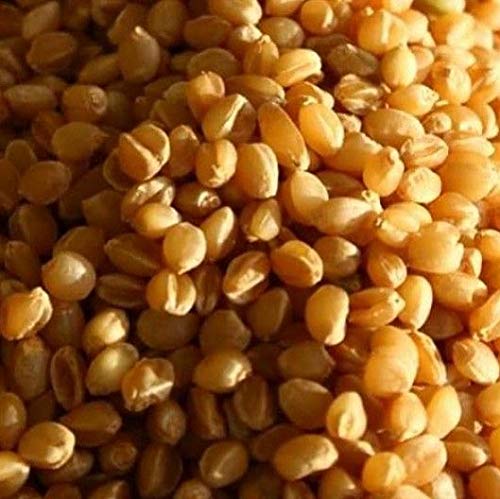 Sona Moti Wheat Seeds for Sowing/Agriculture (Kheti खेती)