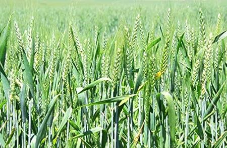 VILLKART NATURALS Presents WH 1270 Wheat Seeds for Agriculture & Farming (Kheti खेती)