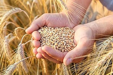 VILLKART NATURALS Presents WH 1270 Wheat Seeds for Agriculture & Farming (Kheti खेती)