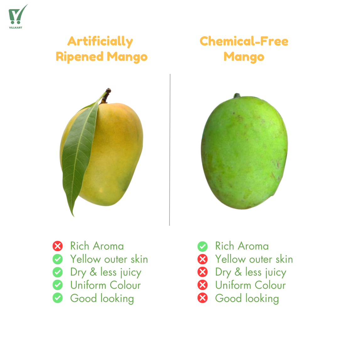 Mango | Villkart | Malda Mango | Dudhiya Malda Mango 