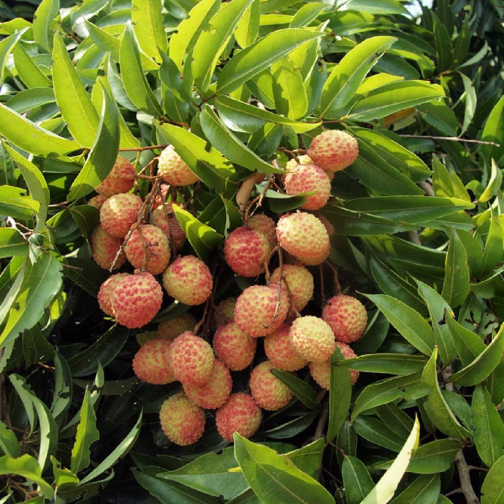 Litchi/Lychee