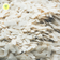 files/Basmati_Maalbhog_Chura_Poha.png