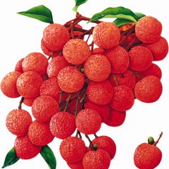 Litchi (Lychee)