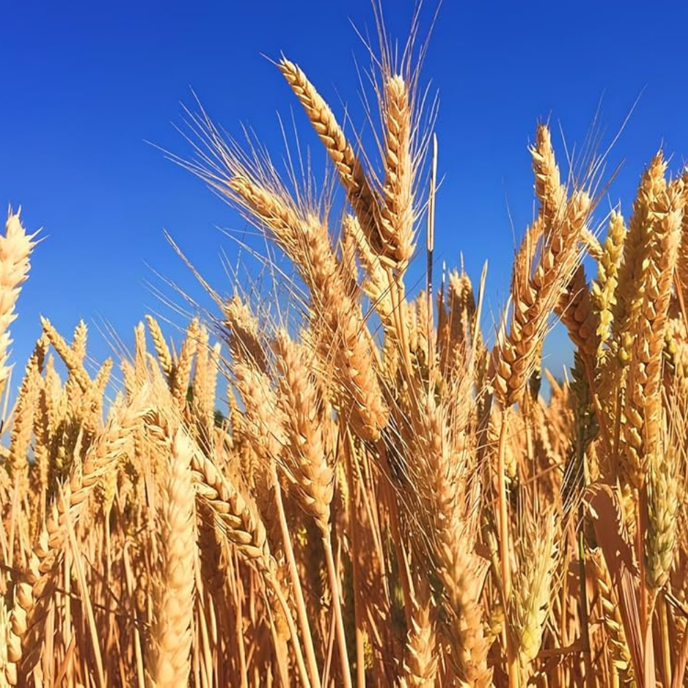 DG09 Wheat Seeds for Farming