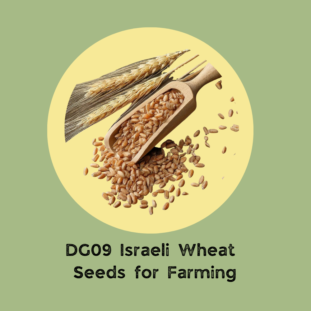 DG09 Wheat Seeds for Farming