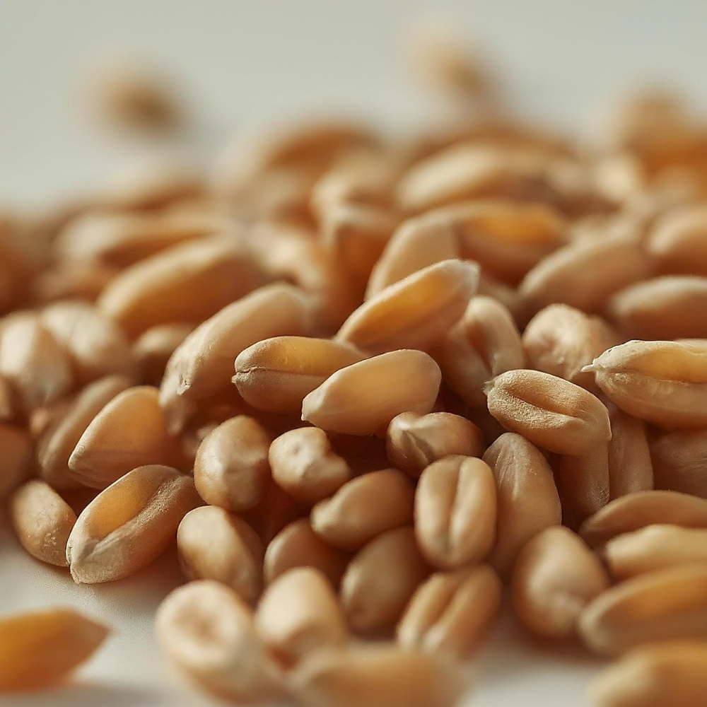 DG09 Wheat Seeds for Farming