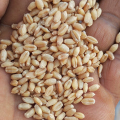 DG09 Wheat Seeds | Villkart
