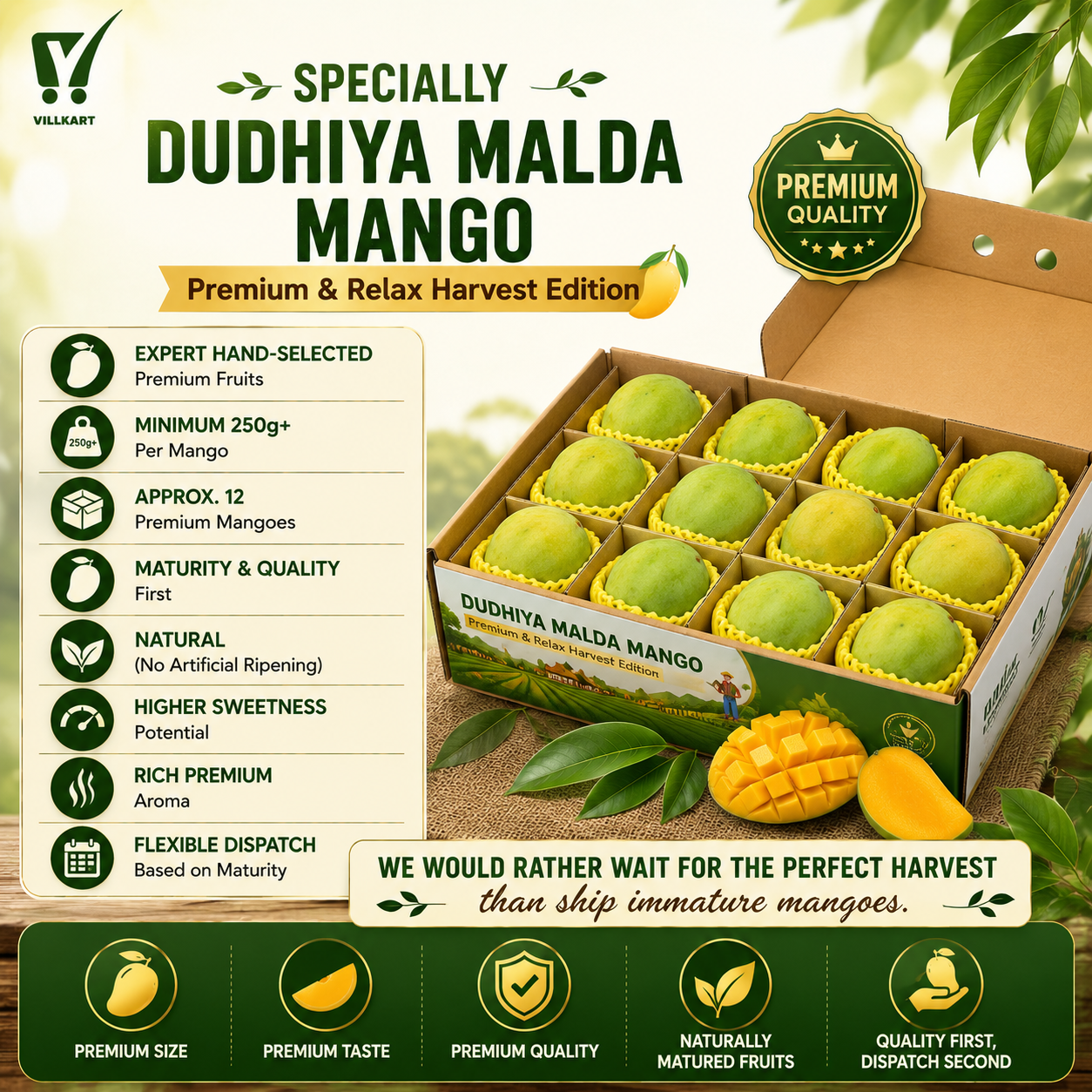 Dudhiya Malda Mango – Premium & Relax Harvest Edition