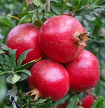 Farm-Fresh Pomegranates from Himachal Pradesh