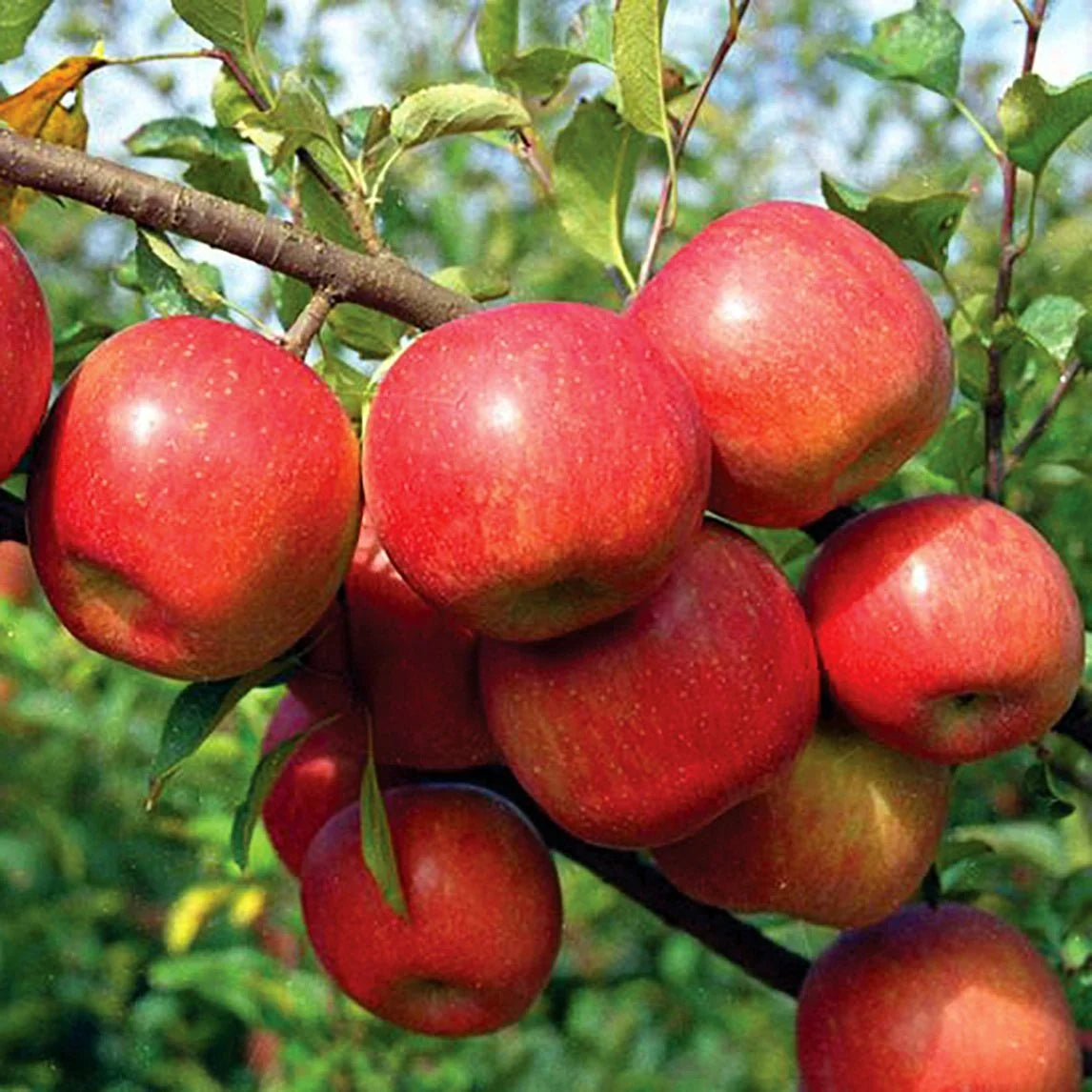 Fuji Apples from Himachal Pradesh
