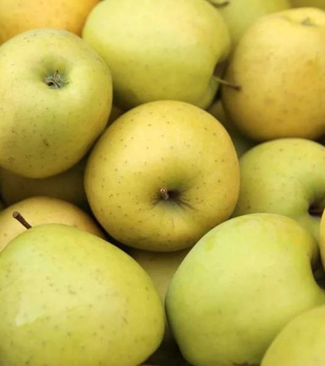 Kinnaur, Himachal - Golden Apples