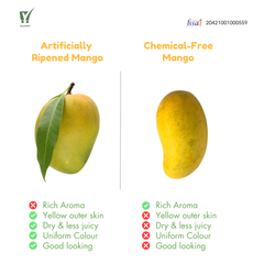 Jardalu Mango (GI Tag)
