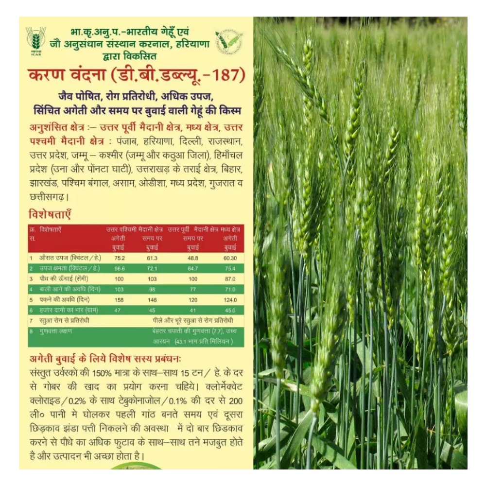 DBW 187 (Karan Vandana) Wheat Variety – Reliable, Productive Farmer Friendly