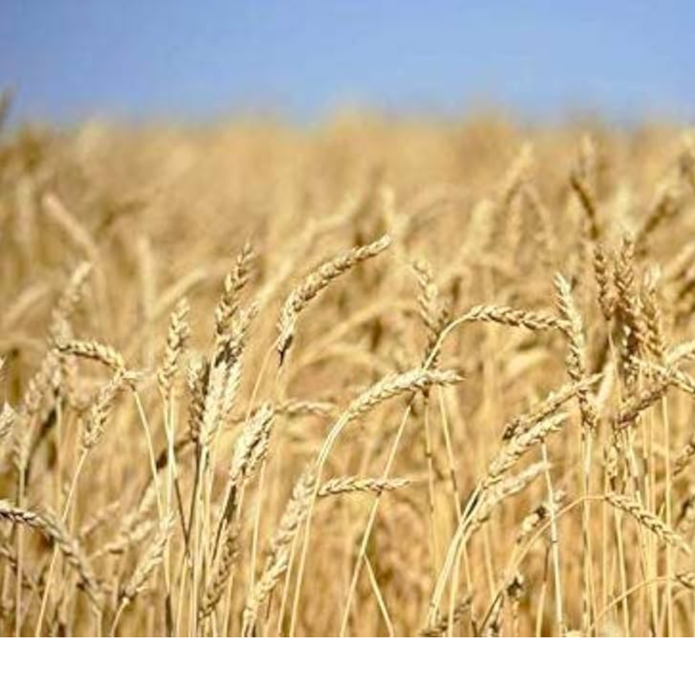 DBW 187 (Karan Vandana) Wheat Variety – Reliable, Productive Farmer Friendly