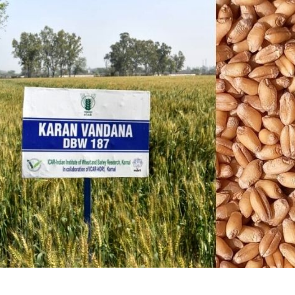 DBW 187 (Karan Vandana) Wheat Variety – Reliable, Productive Farmer Friendly