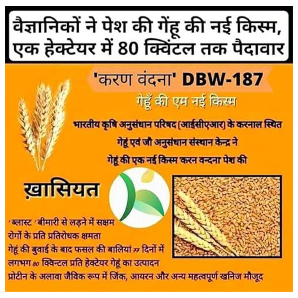 DBW 187 (Karan Vandana) Wheat Variety – Reliable, Productive Farmer Friendly