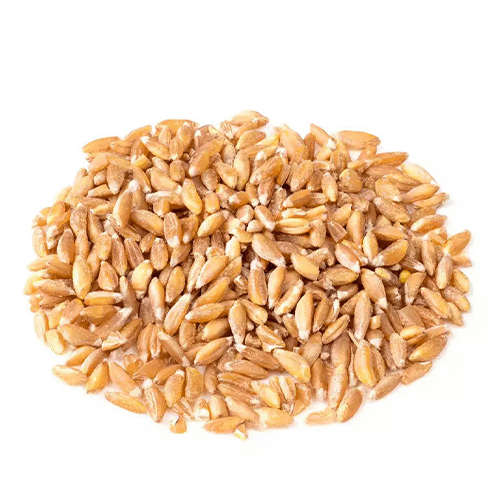 VILLKART NATURALS Presents Khapli Wheat (Emmer Wheat) Seeds for Agriculture & Farming (Kheti खेती)