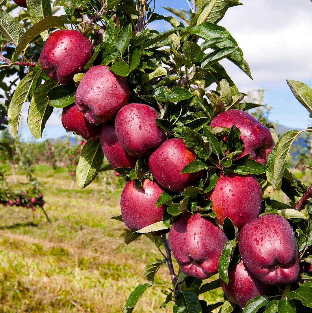 Kinnaur Himachal - Red Royal Delicious