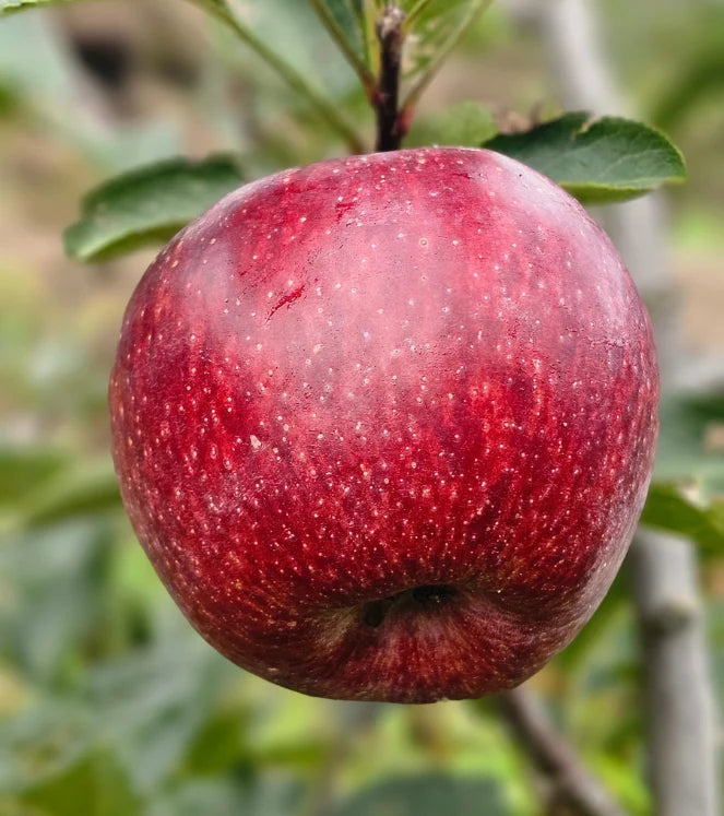 Kinnaur Himachal - Red Royal Delicious