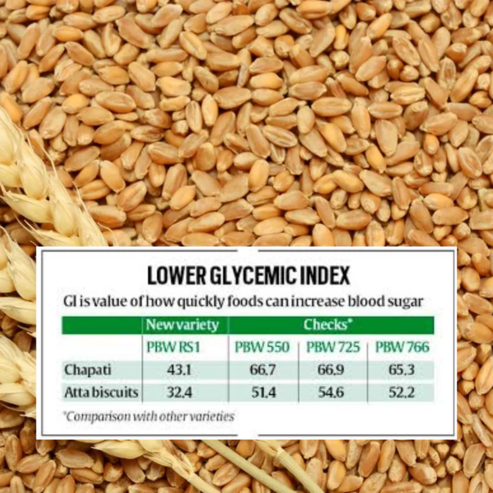 PBW RS1 is a newly developed, nutritionally enhanced wheat variety from the Punjab Agricultural University (PAU) in Ludhiana