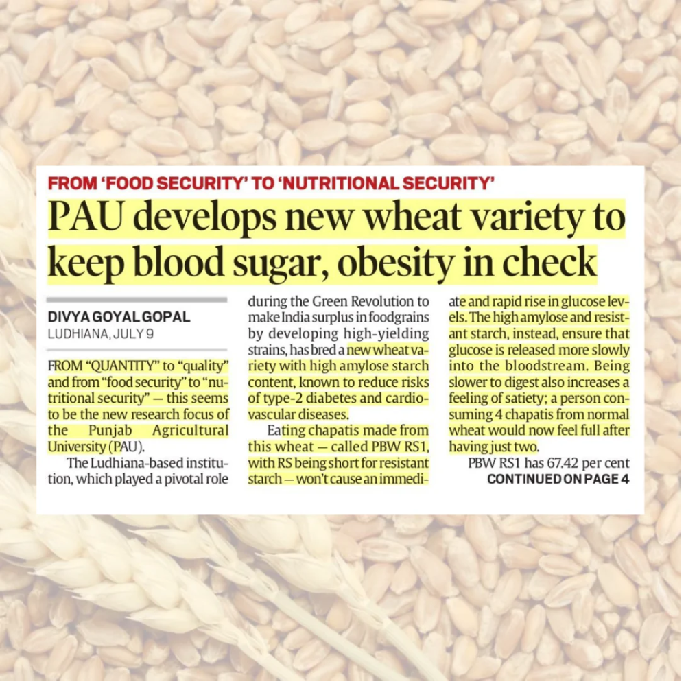 PBW RS1 is a newly developed, nutritionally enhanced wheat variety from the Punjab Agricultural University (PAU) in Ludhiana