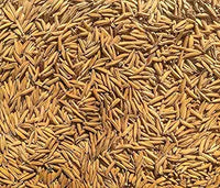 Gobindbhog Variety Paddy Rice Seeds for Farming and Agriculture Sowing