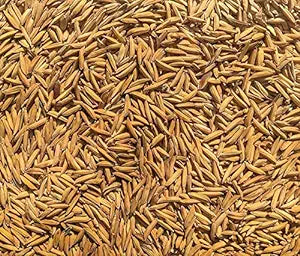 Gobindbhog Variety Paddy Rice Seeds for Farming and Agriculture Sowing