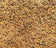 files/PusaBasmati1847varietypaddyriceseeds-1_2509f539-6bd0-4633-b4e1-eee12814b1c3.webp
