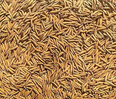 Gobindbhog Variety Paddy Rice Seeds for Farming and Agriculture Sowing