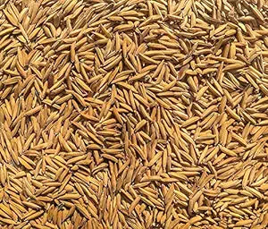Vishnubhog Variety Paddy Rice Seeds for Farming and Agriculture Sowing