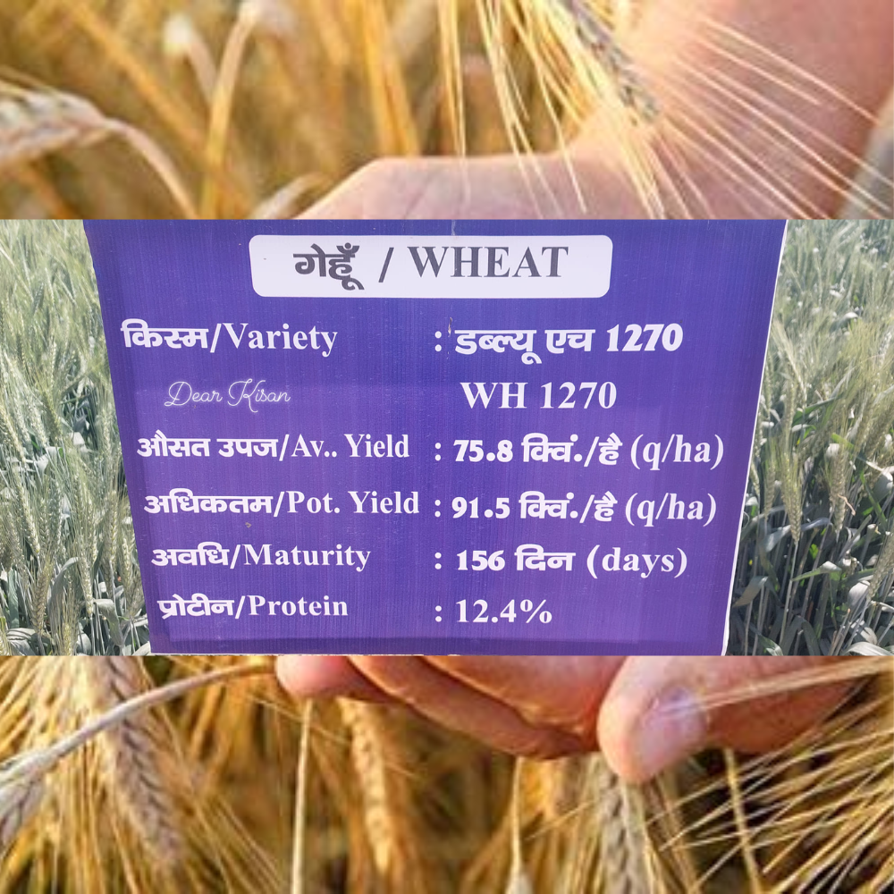 WH1270 Whet Seed - High yielding wheat variety
