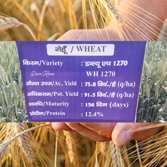 WH1270 Whet Seed - High yielding wheat variety