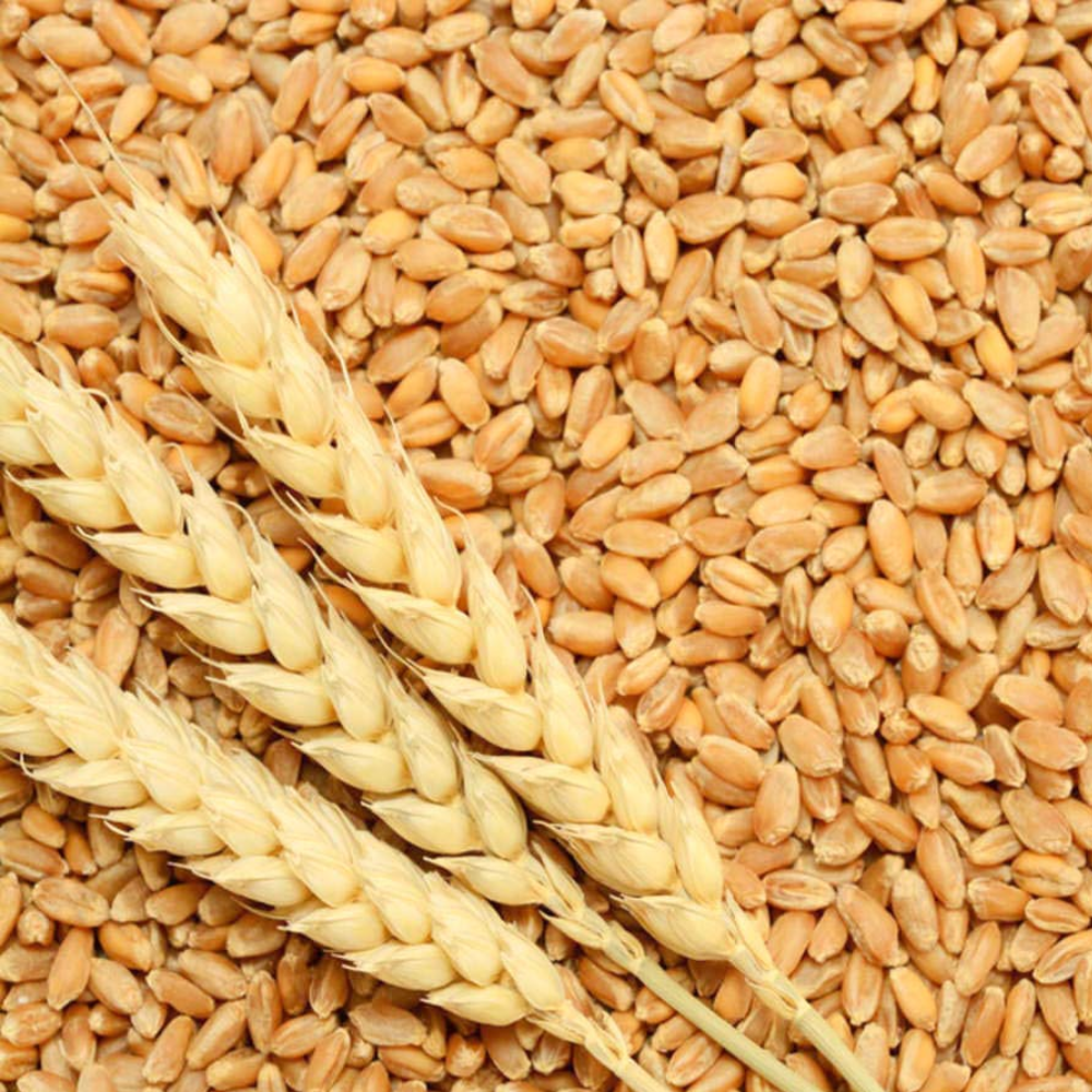 WH1270 Wheat Seed - High yielding wheat variety
