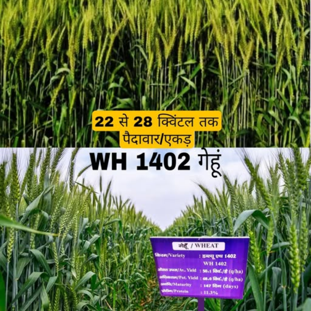 WH 1402 Wheat Variety