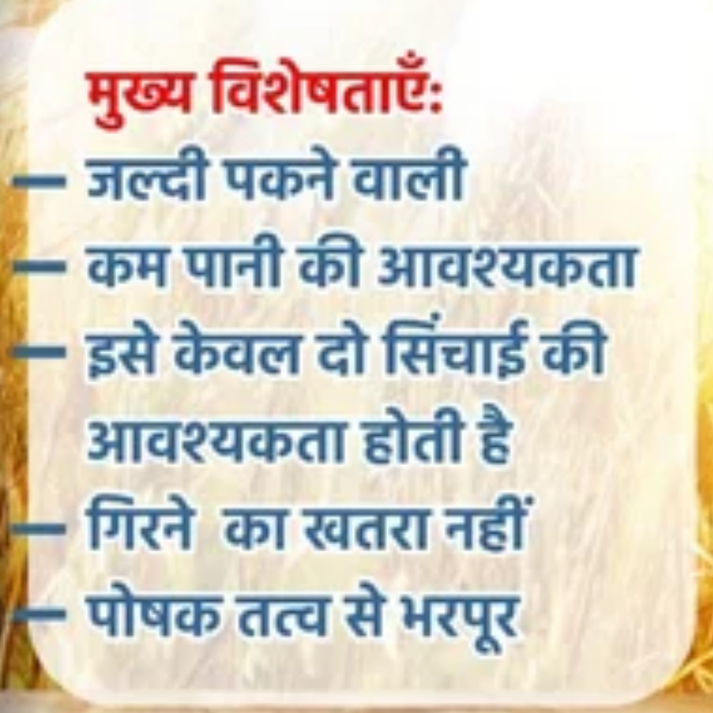 WH 1402 Wheat Variety