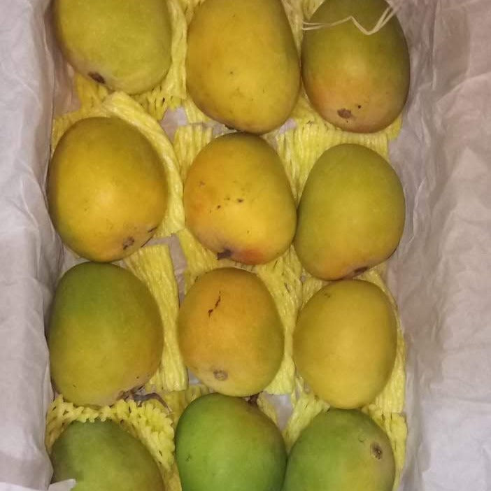 Ratnagiri Alphonso Mango