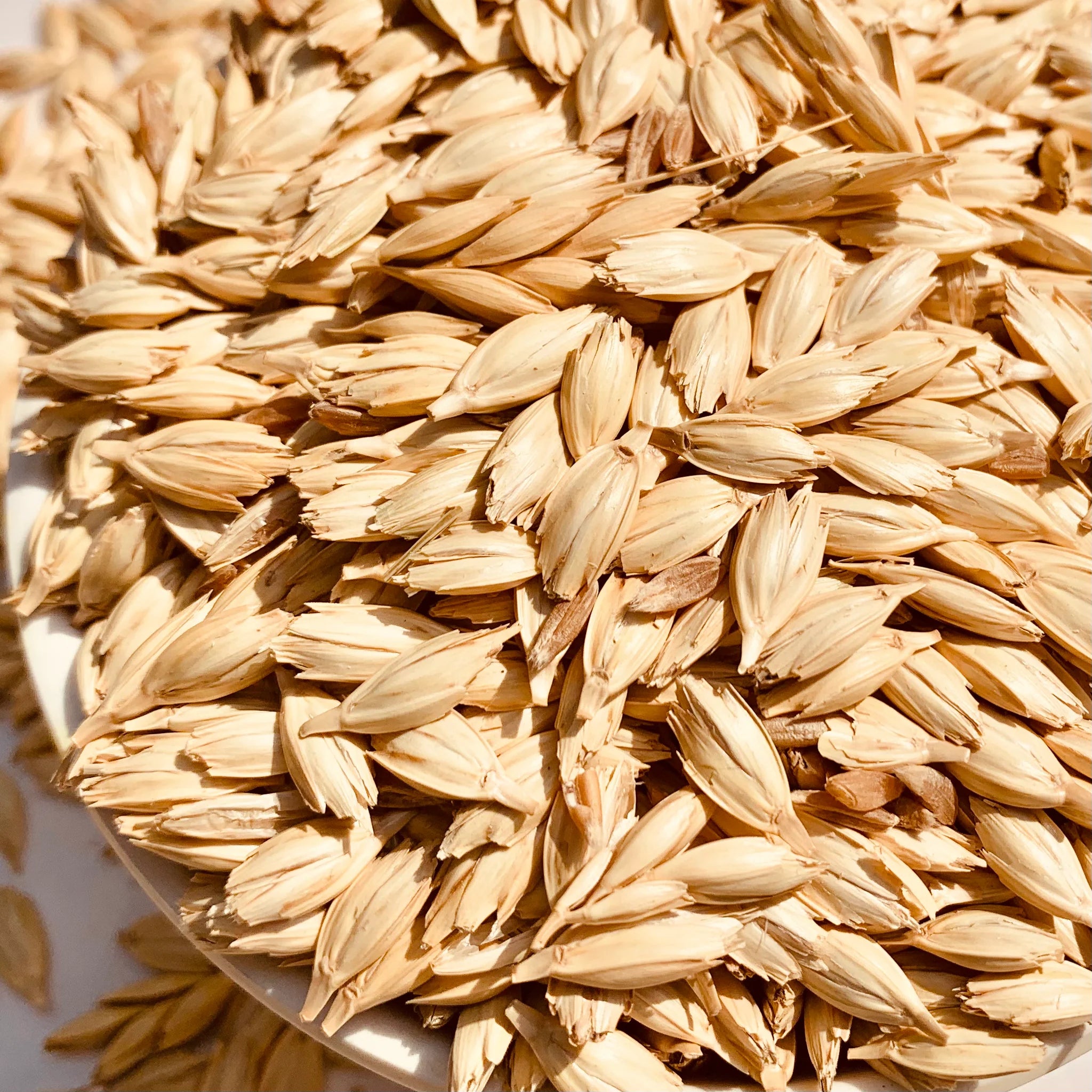 Khapli Wheat-Emmer-Seeds For Farming /Showing