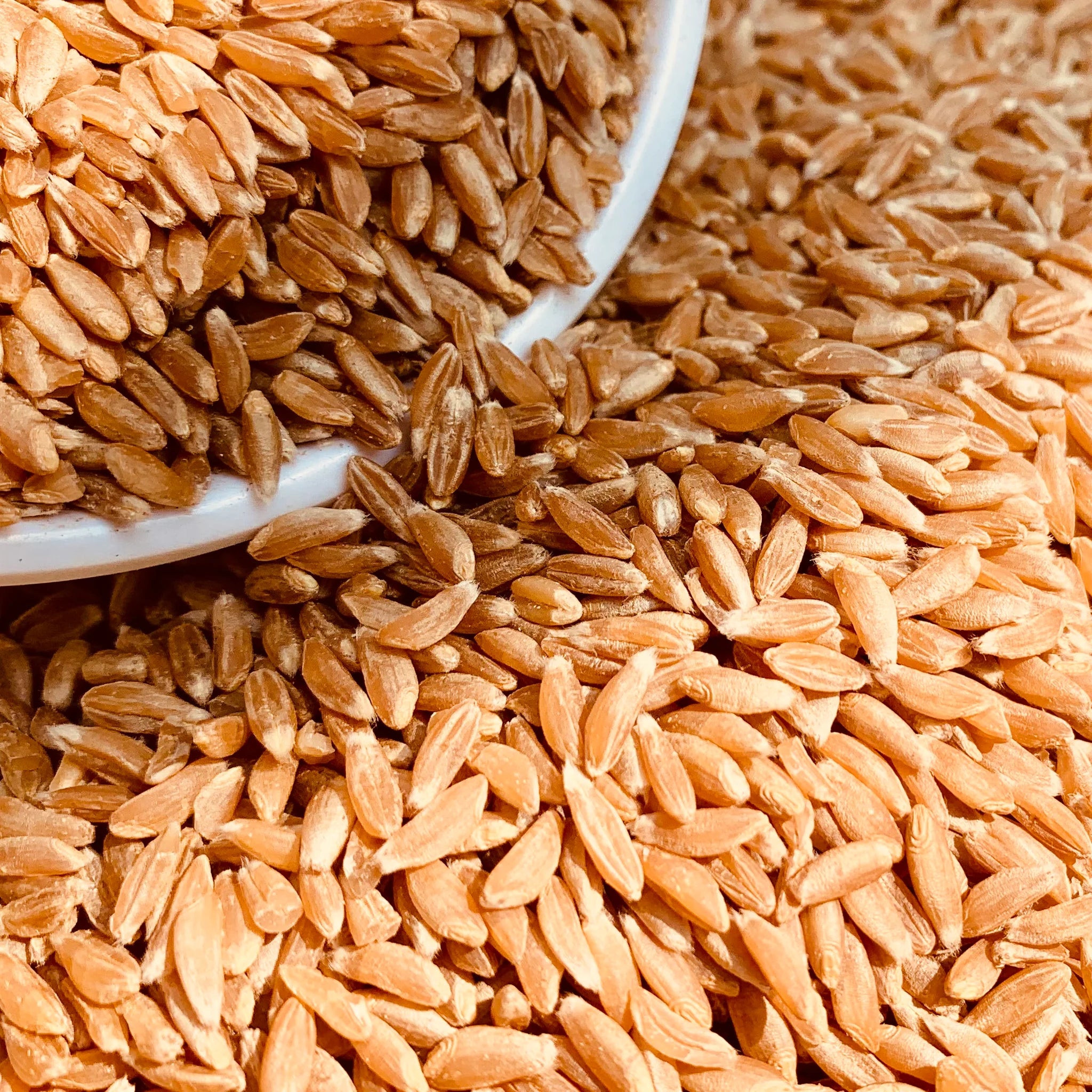 Khapli Wheat-Emmer-Seeds For Farming /Showing