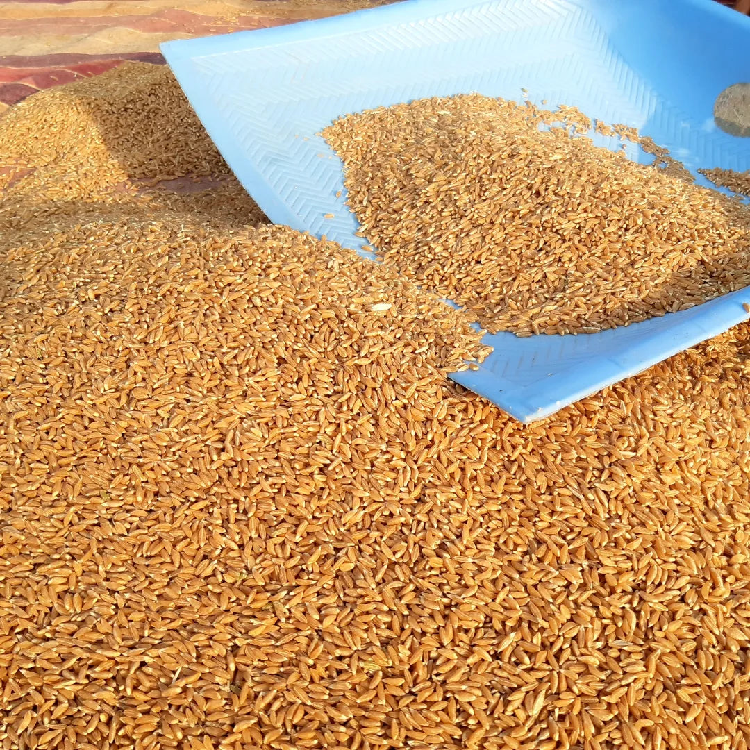 Khapli Wheat-Emmer-Seeds For Farming /Showing