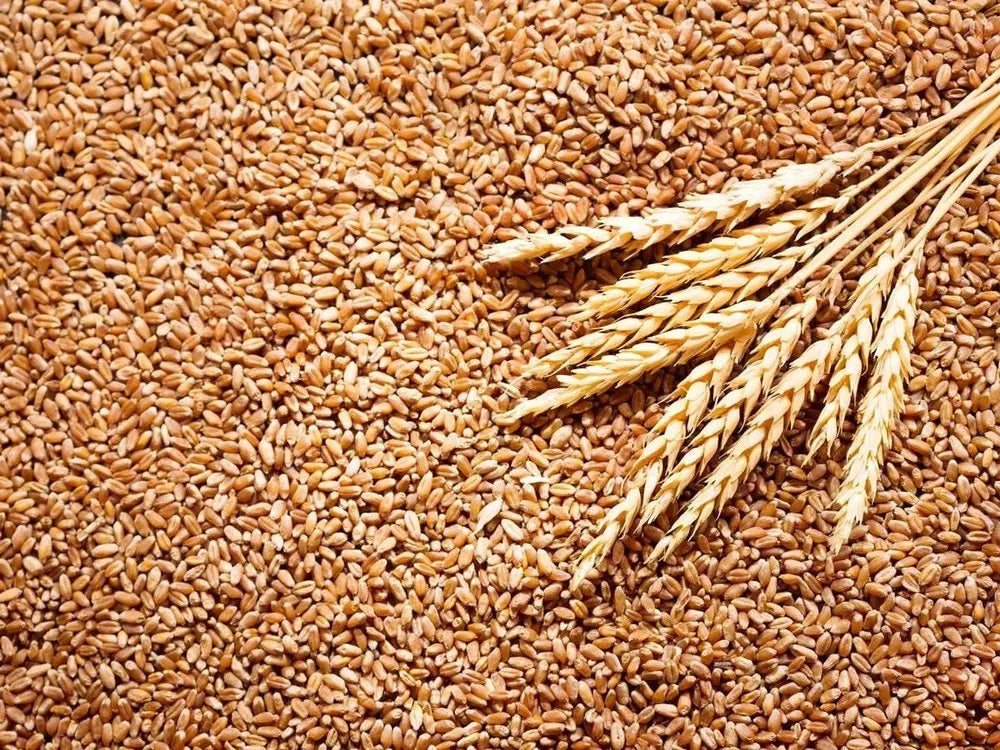 VILLKART NATURALS Presents DBW 327 Wheat Seeds for Agriculture & Farming (Kheti खेती)