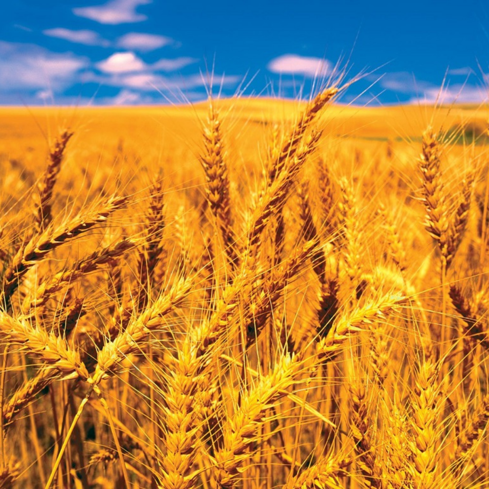 Sona Moti Wheat Seeds