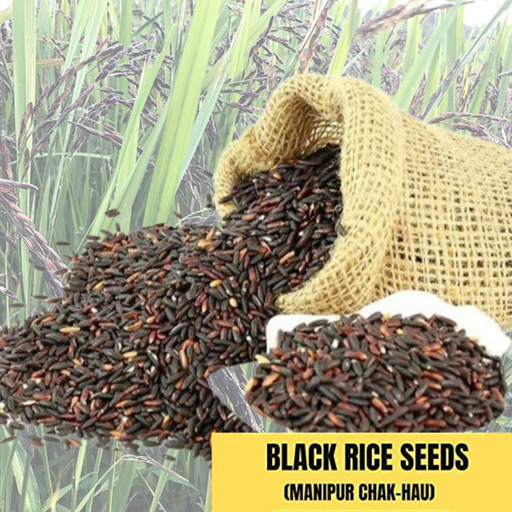 Black Rice Seeds chak-hao (Manipur) for Sowing