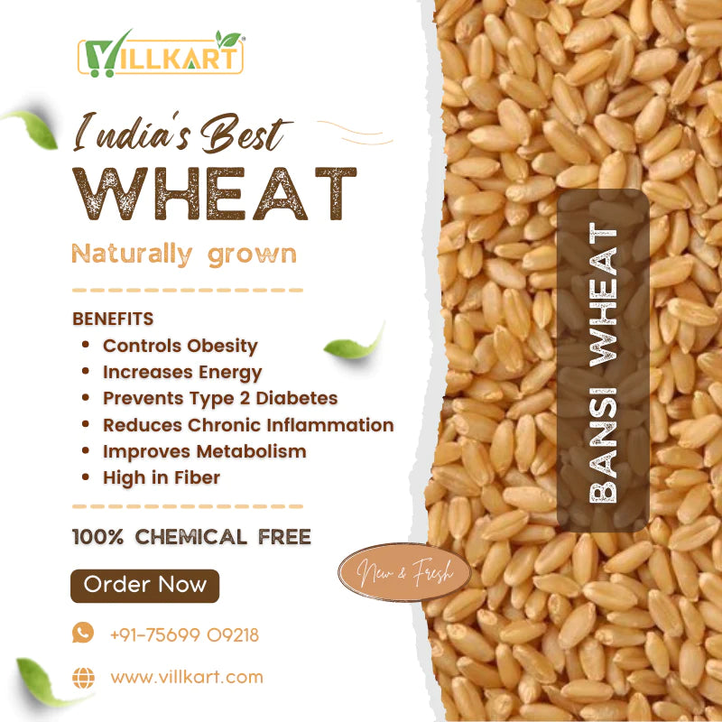 VILLKART NATURALS Bansi Wheat Seed for for Sowing, Farming & Agriculture (Kheti खेती)