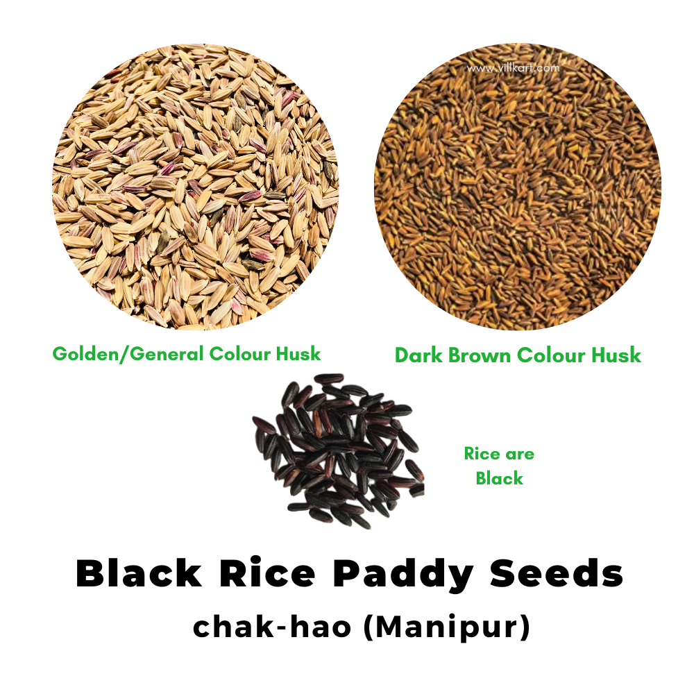 Black Rice Seeds chak-hao (Manipur) for Sowing