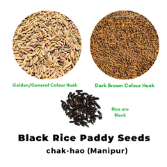 Black Rice Seeds chak-hao (Manipur) for Sowing