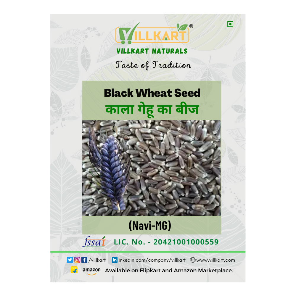 VILLKART NATURALS Black Wheat/Kala Gehu Seeds for Sowing, Farming & Agriculture (Kheti खेती)
